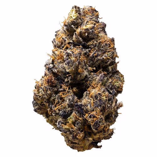 3rd Coast Genetics - Gold Cash Gold