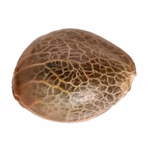 Pineapple Express Seeds