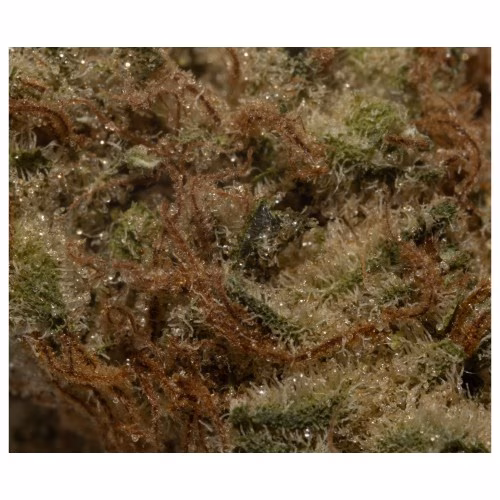 OGEN Ltd. - Lemon Z #42