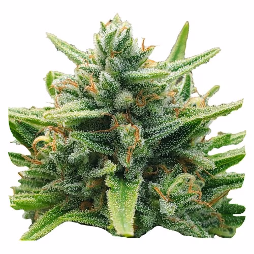 Weathered Islands Craft Cannabis - Lemon Sunshine Feminized Seeds