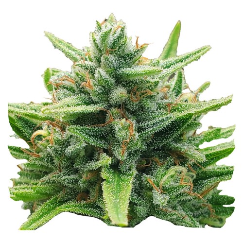 Weathered Islands Craft Cannabis - Lemon Sunshine Feminized Seeds