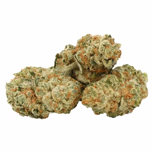 Highly Dutch Organic - Middelburg Hybrid