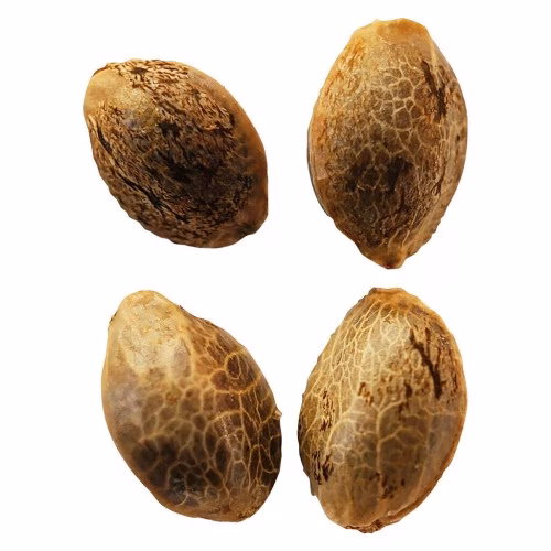 Weathered Islands Craft Cannabis - Lemon Sunshine Feminized Seeds