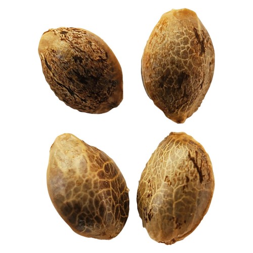 Weathered Islands Craft Cannabis - Lemon Sunshine Feminized Seeds