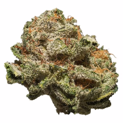 SAFARI FLOWER CO. - Lion's Mane