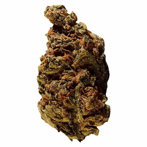 Versus - BC God Bud