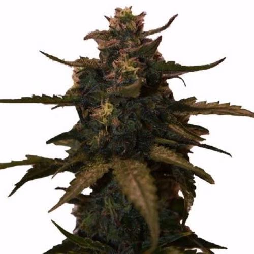 Jax Genetics - Widow's Venom
