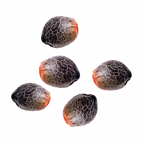 Seeds cannabis products